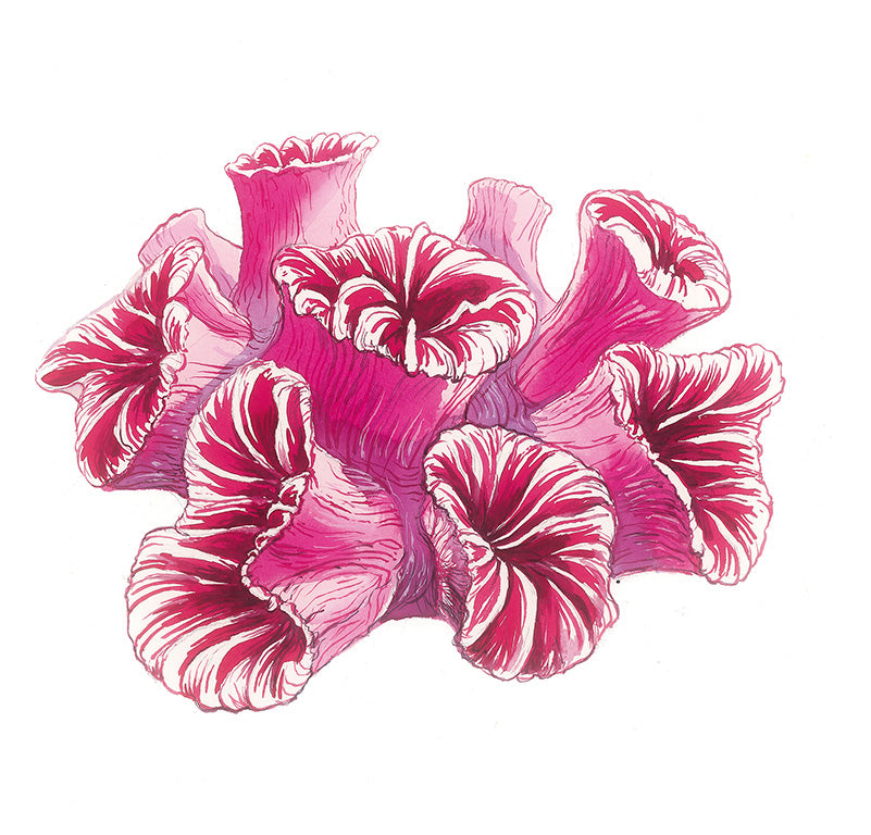 Pink Koral